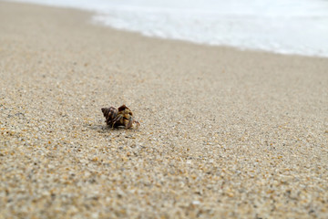 Hermit Crab walking on the beach.