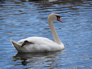 Swan