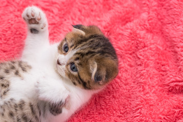 scottish fold, beautiful kitten playing on  pink furr  background
