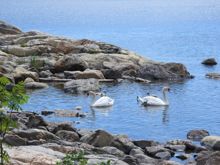 Swan