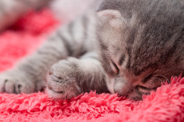 Naklejka premium scottish fold, beautiful kitten sleeping on pink furr background