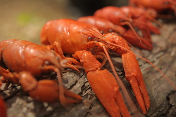  Crayfish