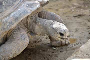 tortoise