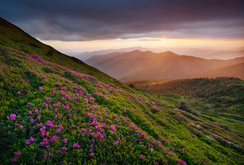 Naklejka na ściany i meble Flowers in the mountains during sunrise. Beautiful natural landscape in the summer time