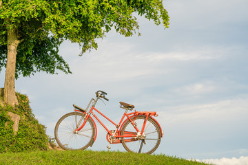 Naklejka premium Green tree and red bicycle resting on it with blue sky background