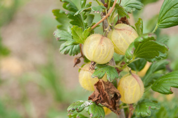 détail groseilles macro vertes dans un champ bio