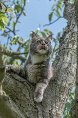 Naklejka na ściany i meble Maine coon cat sitting on a tree