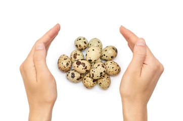 Female hands hold a Quail raw eggs. Isolated on white background