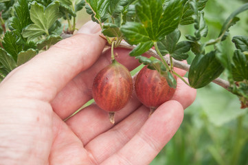 détail cueillette groseilles macro rouge dans un champ bio