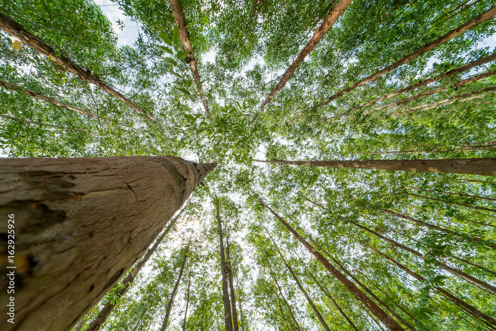 Wall mural eucalyptus forest for paper industry