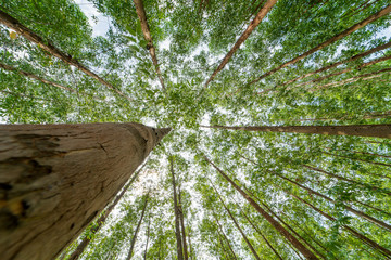 Eucalyptus forest  for paper industry