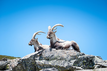goat resting on the top of the mountain.