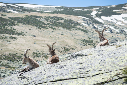goat resting on the top of the mountain.