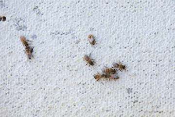 Honey filled frame