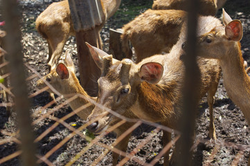 Deer