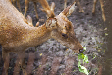 Deer