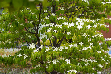 白いヤマボウシの花