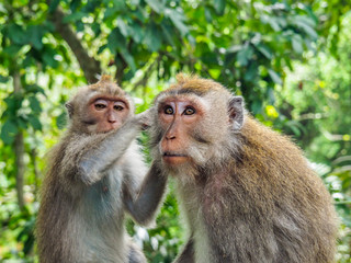 Balinese long-tailed monkeys