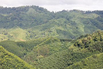 Obraz premium Nature on the hills covered with tropical forests