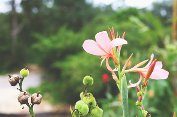 Fototapeta na wymiar Pink flower in the green garden background 