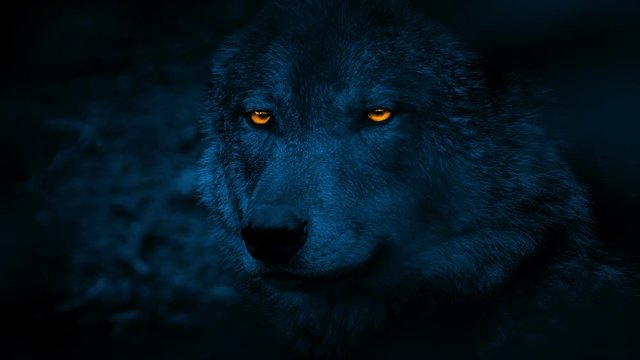 Wolf Side View With Glowing Eyes At Night