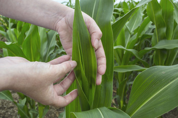 Examination corn leaf, agriculture rural scene.