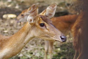 Deer