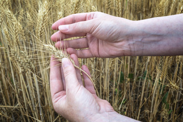 Fototapeta na wymiar Female hand in rye field, farmer examining plants, agricultural concept.