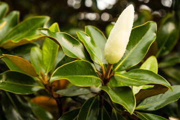 Obraz premium Magnolia about to blossom