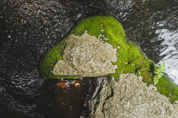 Moss on waterfall rock.