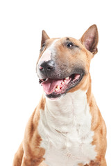 portrait of purebreed bull terrier sitting on white background with copy space