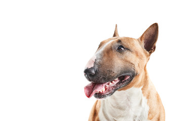 portrait of purebreed bull terrier sitting on white background with copy space