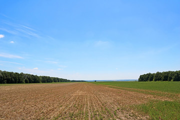 Fototapeta na wymiar Field rests in summer. Fallow land