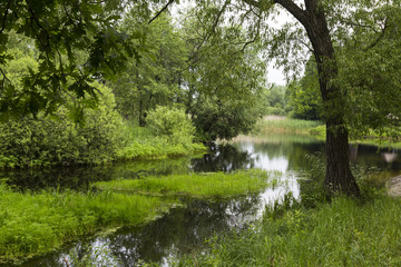 Fototapeta na wymiar Quiet forest river . Uday River. Piryatin. Ukraine