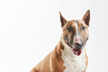 portrait of purebreed bull terrier sitting on white background with copy space
