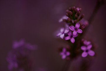Fototapeta na wymiar Spring Purple Lilac Blooms