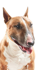 portrait of purebreed bull terrier sitting on white background with copy space