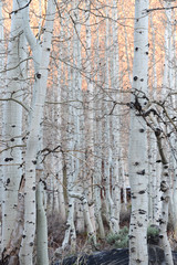 Obraz premium Aspen Trees