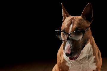 portrait of purebreed bull terrier sitting on black background with copy space