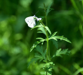 Schmetterling