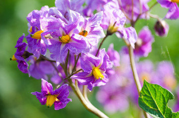 Obraz premium Potato flowers on a green stalk