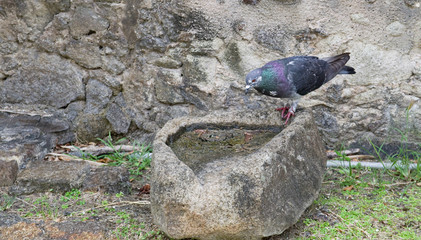 Pigeon buvant de l'eau