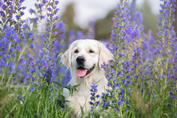 golden retriever dog portraito utdoors in summer