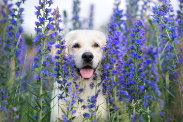 beautiful golden retriever dog posing in summer flowers