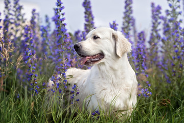 golden retriever dog posing on a flower field