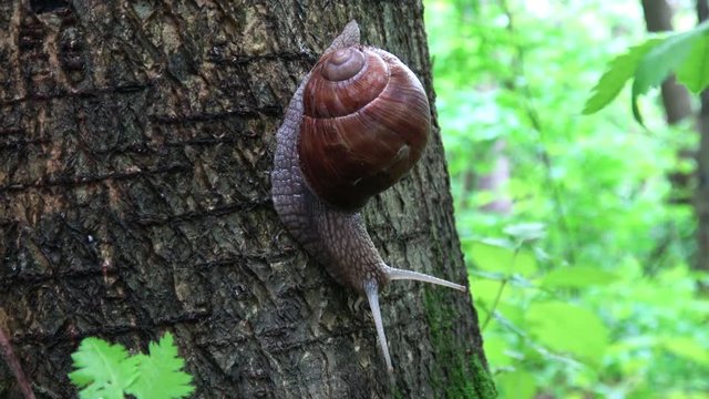 Large snail