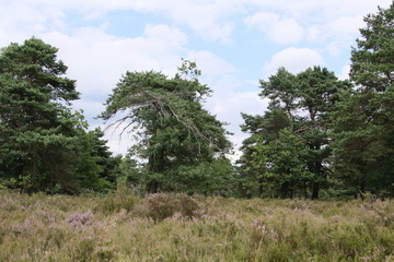 Fototapeta na wymiar Naturlandschaft bei beginnender Heideblüte in der Lüneburger Heide