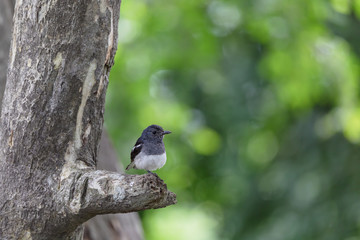 Oriental Magpie-Robin Catch Standing On Branch In Park,Thailand.