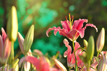 Pink lilies are in green background.