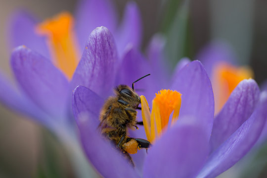Biene im Krokus